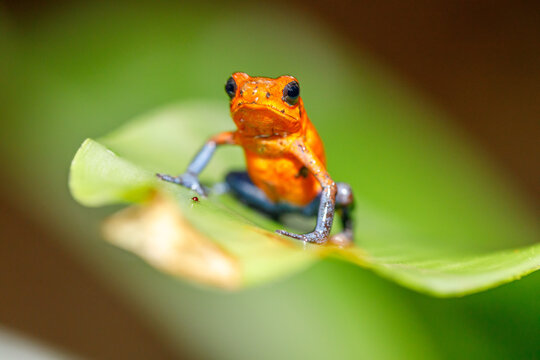 Strawberry poison frog with its bright red color that serves as a warning coloration to alert predators to its toxicity