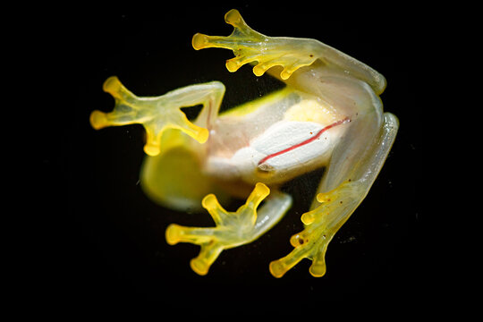 Glass frog with transparent underbelly skin