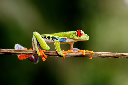 red eyed tree frog