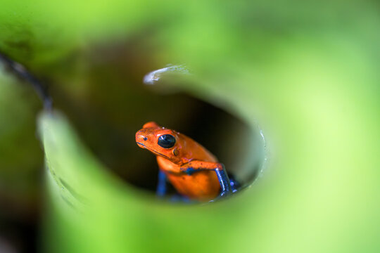 Strawberry poison frog with its bright red color that serves as a warning coloration to alert predators to its toxicity