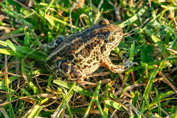 Fototapeta premium Common spadefoot toad (Pelobates fuscus) resting in grass at golden hour. A secretive European amphibian and indicator species of natural wetland and grassland habitats