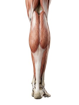 Human lower leg anatomy, showing the muscles of the calf and ankle from a posterior view, isolated on white background