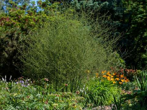 Asparagus officinalis , or common asparagus , or chemist's asparagus , or hare's cold ( Latin- Asparagus officinalis ) is a dioecious , perennial herbaceous plant