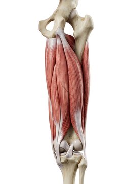 Anatomical illustration of the human quadriceps femoris muscle group of the thigh, isolated on white background