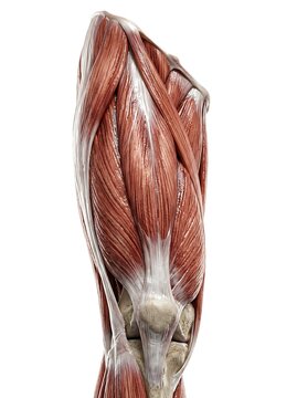 Anatomical illustration of human thigh muscles, quadriceps femoris, rectus femoris, vastus lateralis, and vastus medialis