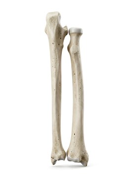Anatomically correct human ulna and radius bones isolated on white background