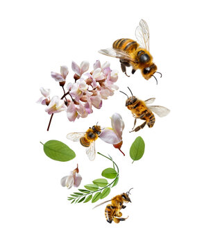 Flying honey bees around blossoms of acacia close-up isolated on a transparent background