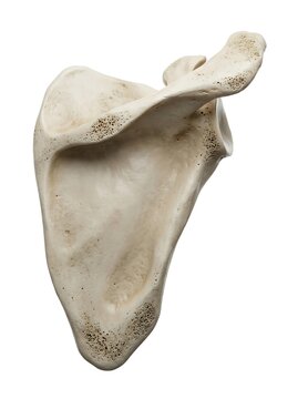 Anatomical model of a human scapula bone isolated on white background