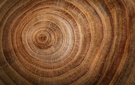  Stump of oak tree felled - section of the trunk with annual rings. Slice old oak wood. A cross-section of an old tree trunk with growth rings on it. 