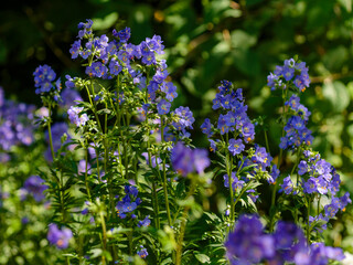 Obraz premium Polemonium caeruleum, or Polemonium azureum ( Latin- Polemonium caeruleum ) is a species of plant of the genus Polemonium. Nature wallpaper