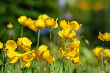 Fototapeta premium The naked-stemmed poppy ( Latin- Papaver nudicáule ) is a perennial ( biennial in cultivation ) herbaceous plant; a species of the genus Poppy ( Papaver ) of the Papaveraceae family. Nature wallpaper