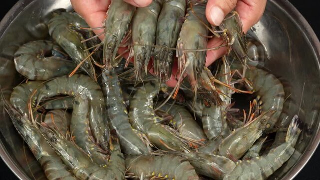 A person's hands holding up fresh raw black tiger prawns over a bowl, showcasing the high quality and natural textures of the seafood.