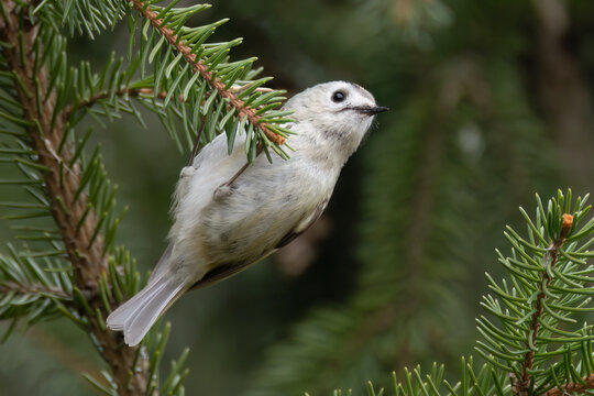 Goldcrest