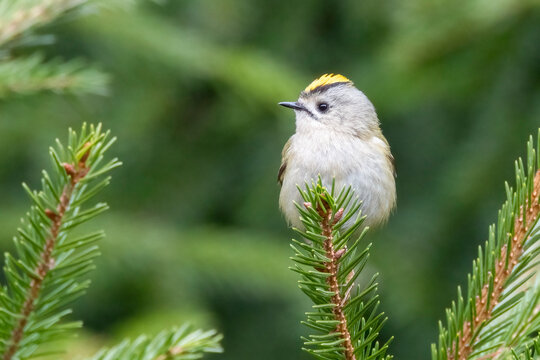 Goldcrest