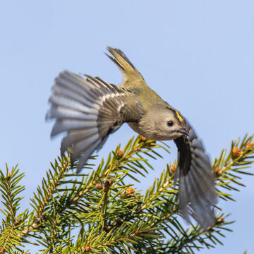 Goldcrest