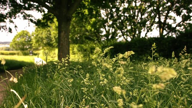 Meadow of long grass with tree