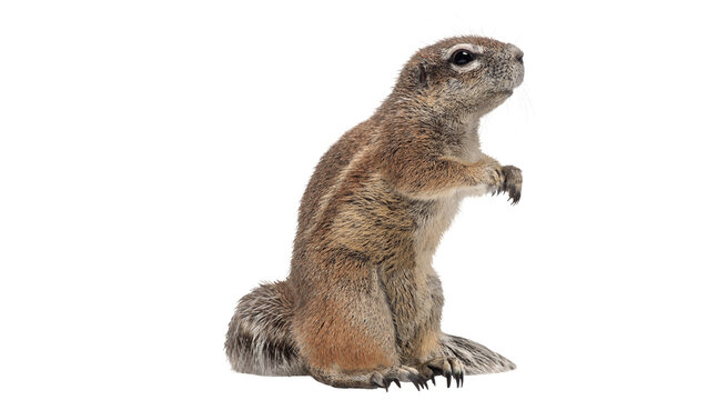 ground squirrel PNG on transparent background