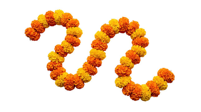 Marigold flower garland isolated on transparent background