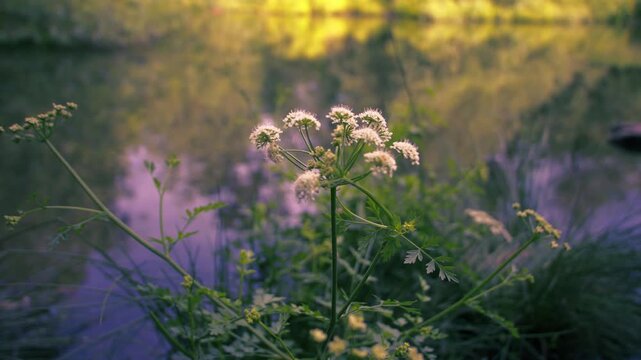 Hemlock water dropwort plant by lake side