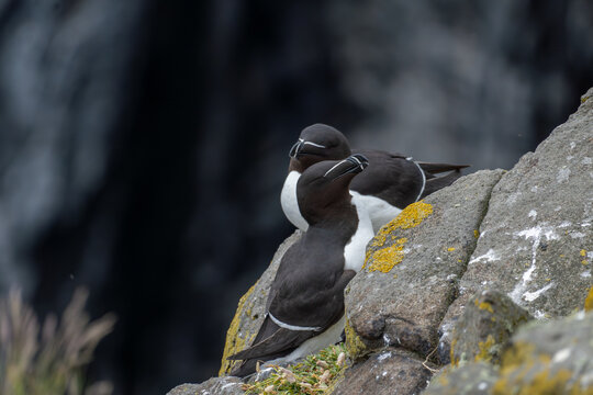 Razorbill Pair at Cliffside Nest Site