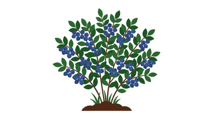 Ripe blueberry bush with green leaves on white background © reihan