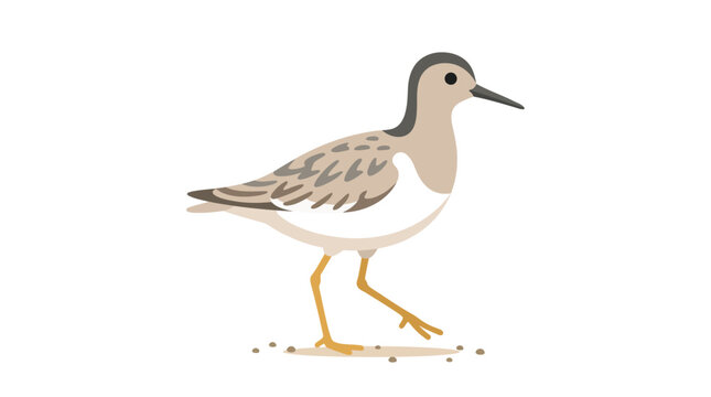 Illustration of a small sandpiper bird on white background.