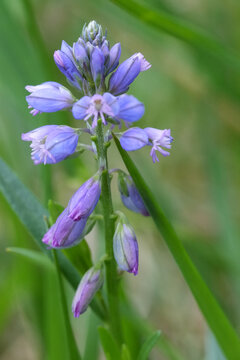 Closeup on a blue flowers of the endangered Common milkwort, Polygala vulgaris at Viroin , Belgium