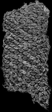Transparent Bubble Wrap Piece with Torn Edges Isolated on Black Background - High Contrast Plastic Texture for Overlay and Design