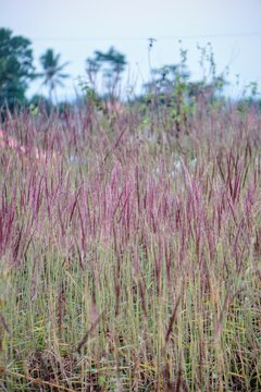 Wide-angle view of a wild cogon grass field with beautiful reddish-purple flowers blooming outdoors.