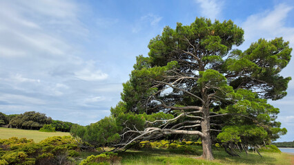 Fototapeta premium Large pine tree and green grassland under blue partly cloudy sky