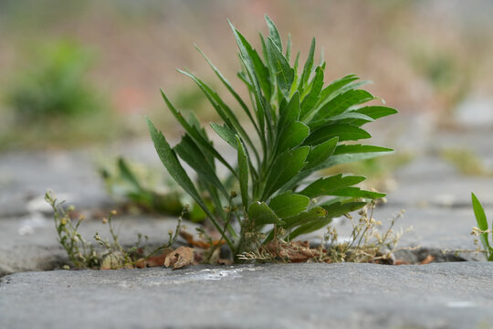 Closeup on an emerging Canadian horseweed or fleabane, coltstail, marestail,  butterweed, Erigeron canadensis