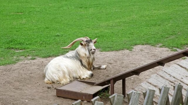 A goat with with large curved horns and shaggy white and greyish fur lies on a patch of dry brown dirt, and green grass in the background. Farm animals. High quality 4K footage.