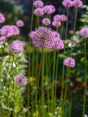 Fototapeta premium Decorative Allium bow — graceful peduncles are crowned with star-shaped lilac-purple flowers gathered in an openwork ball