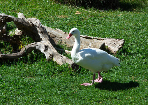 Hermoso cisne caminando