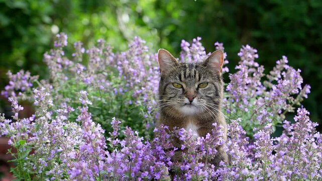 tabby cat surrounded by flowering catnip plants, licking it&rsquo;s mouth and looking at camera, outdoors in Garden