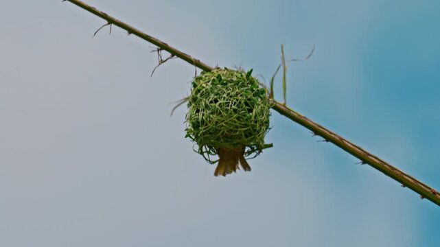 Yellow Baya Weaver bird hanging with nest
