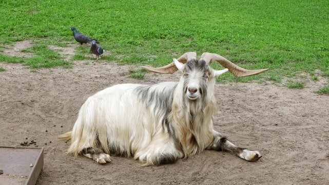 A goat with with large curved horns and shaggy white and greyish fur lies on a patch of dry brown dirt, and green grass in the background. Farm animals. High quality 4K footage.
