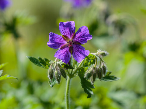 Meadow cranesbill ( Latin- Geranium pratense ) is a dicotyledonous flowering plant, a species of the genus Geranium of the Geranium family