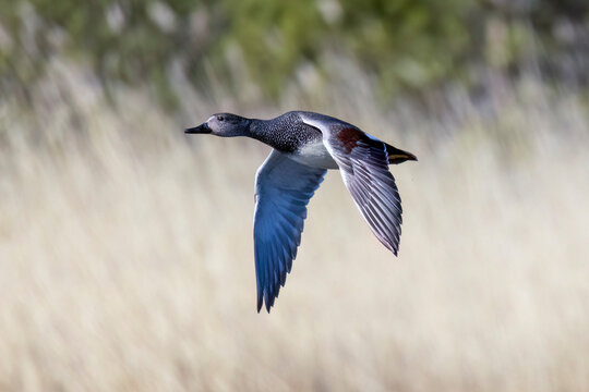 Gadwall