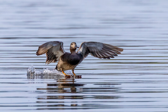 Gadwall