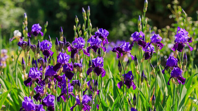 The flowering of a beautiful purple German iris in the garden. Natural background with purple bearded irises. Natural wallpaper