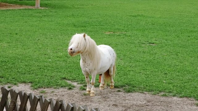 A small white horse with long forelock and erected penis stands in a grassy field, grazing on the green grass with a wooden fence visible in the foreground. Chewing the cud. High quality 4K footage.