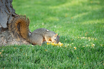 squirrel with face in gourde © Dawnelle