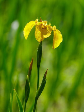 Iris pseudocorus (also yellow iris , marsh iris , water iris , calamus iris ; Iris pseudacorus ) is a perennial coastal herbaceous plant of the genus Iris of the Iridaceae famil
