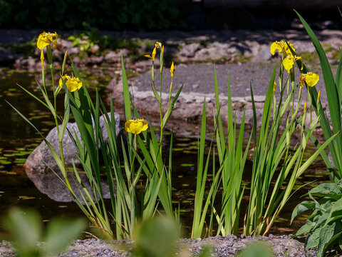 Iris pseudocorus (also yellow iris , marsh iris , water iris , calamus iris ; Iris pseudacorus ) is a perennial coastal herbaceous plant of the genus Iris of the Iridaceae famil