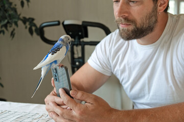 Budgerigar playing with handsome man. Cute Budgie. Funny blue purple parakeet sitting on smartphone. Domestic Animals and gadgets. Pet and phone. Friendship, relationship with Pets. Humor. Technology © Marina Demidiuk