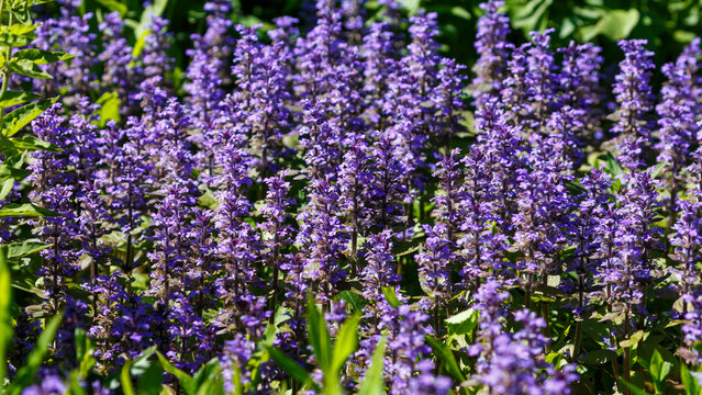 Creeping bugleweed ( Latin- Ajuga reptans ) is a perennial herbaceous plant , a species of the genus Ajuga of the Lamiaceae family. Honey plant. Nature wallpaper