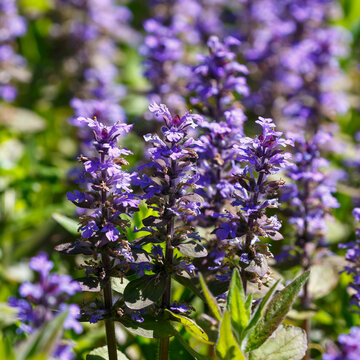 Creeping bugleweed ( Latin- Ajuga reptans ) is a perennial herbaceous plant , a species of the genus Ajuga of the Lamiaceae family. Honey plant. Nature wallpaper