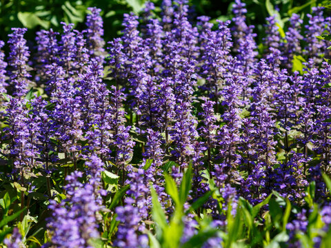 Creeping bugleweed ( Latin- Ajuga reptans ) is a perennial herbaceous plant , a species of the genus Ajuga of the Lamiaceae family. Honey plant. Nature wallpaper