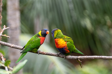Obraz premium Different colorful parrots birds in Loro Parque on Tenerife close up on trees during morning feeding